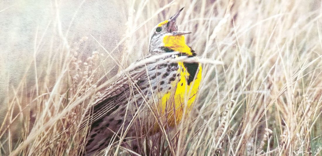 Meadowlark Initiative News, Sports, Jobs Minot Daily News